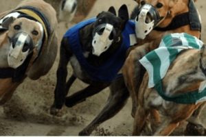 Greyhound Racing bet365