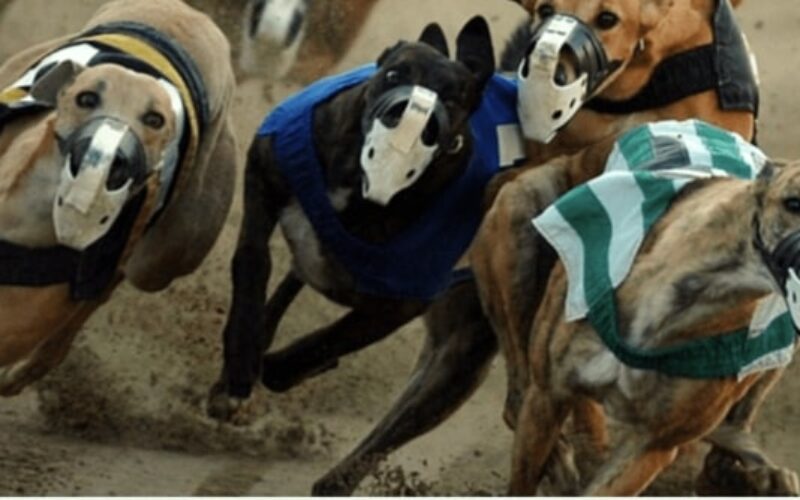 Greyhound Racing bet365