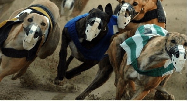 Greyhound Racing bet365
