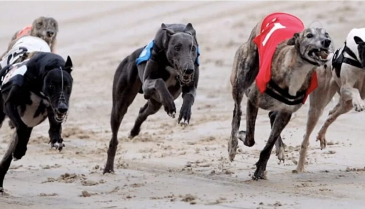 simoka greyhound racing bet365 bet365