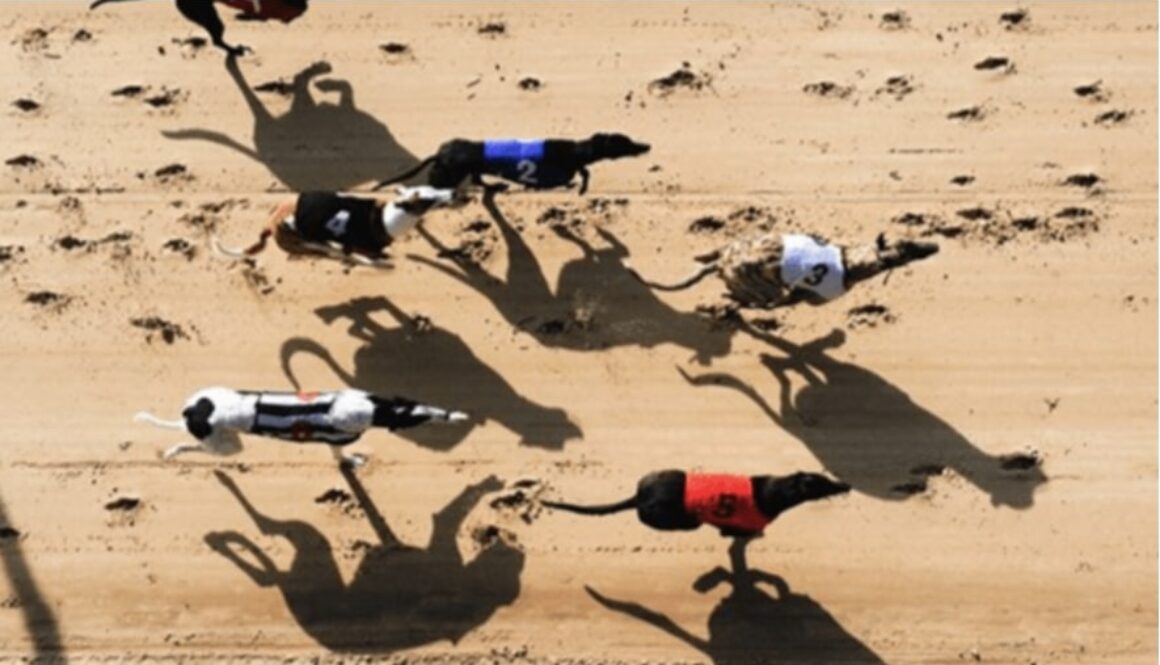 harvey moon harvey moon greyhound racing bet365 bet365